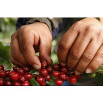 ΚΑΦΕΣ ΠΕΡΟΥ CEPRO YANESHA ORGANIC